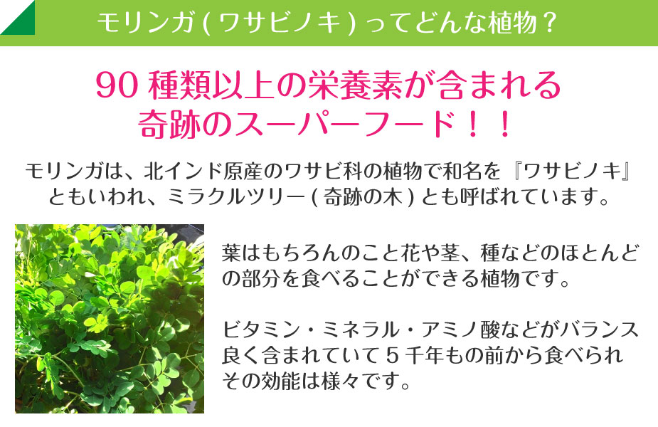 高品質 モリンガ 1ポット 送料無料 関東 東海 関西 北陸 信越に限り ワサビノキ サラダの木 奇跡の木 関戸園芸