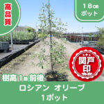 olive-rusian18-150x150.jpg