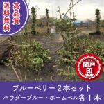 blueberry50-2pset