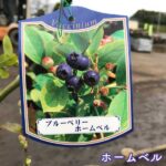 blueberry50-2pset