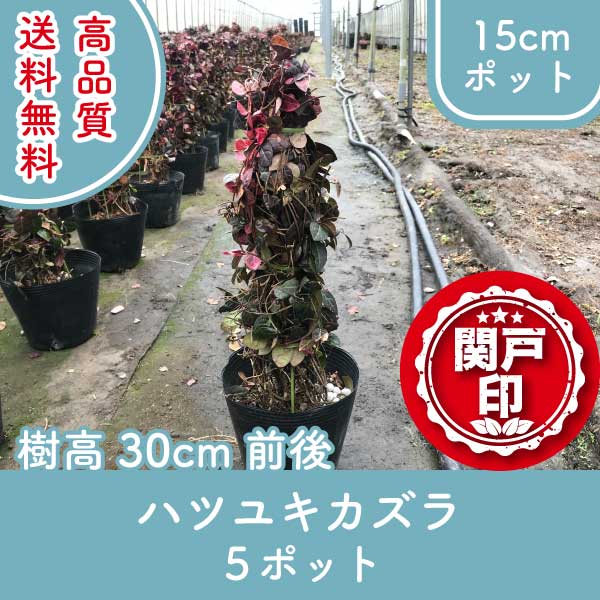 hatsuyukikazura30-5p