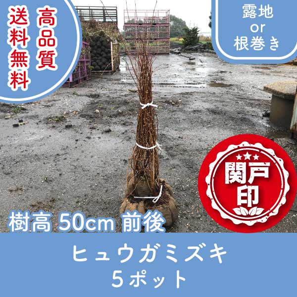 hyuugamizuki50-5p