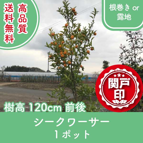 shikuwasa120-1p