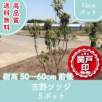yoshinotutuji50-60-5p