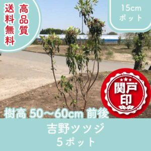 yoshinotutuji50-60-5p