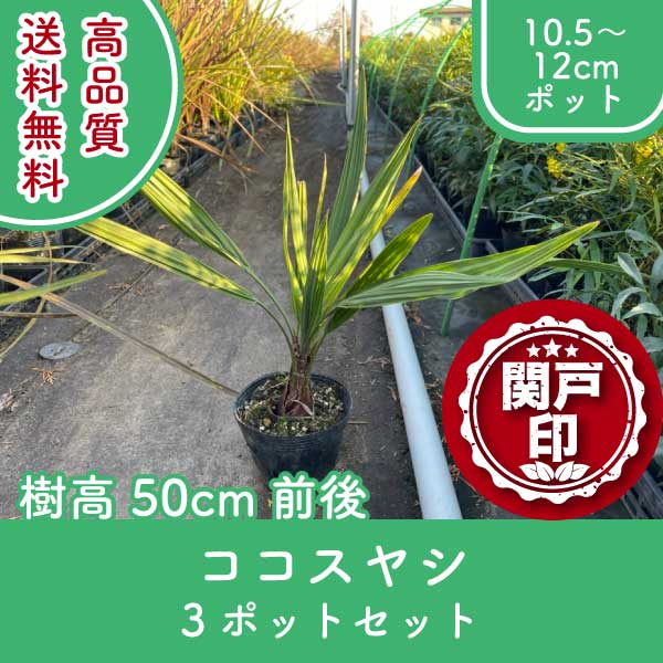 kokosuyashi50-3p