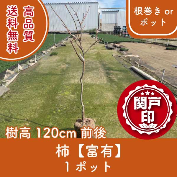 kakifuyuu120-1p