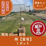 kakifuyuu60-1p