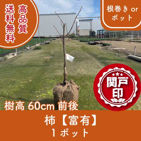 kakifuyuu60-1p