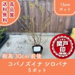 kobanozuinashiro30-5p