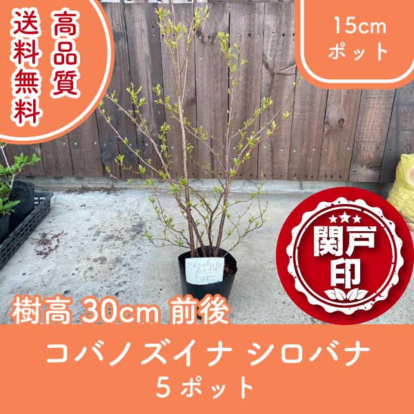 kobanozuinashiro30-5p