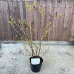 kobanozuinashiro30-5p