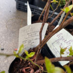 kobanozuinashiro30-5p