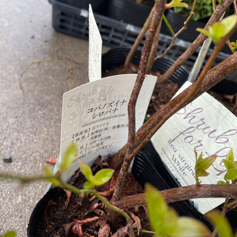 kobanozuinashiro30-5p