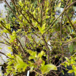 kobanozuinashiro30-5p