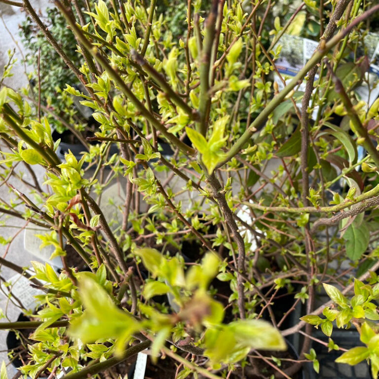 kobanozuinashiro30-5p