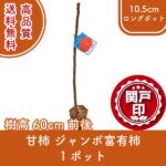 amagakijambofuyu60-1p