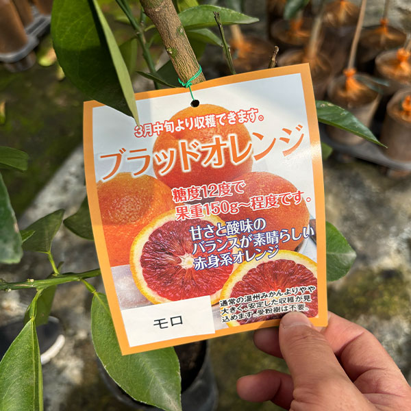 bloodorangemoro100-1p