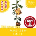 mikanharuka60-1p