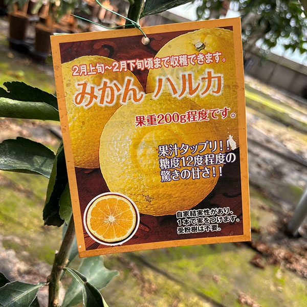 mikanharuka60-1p
