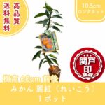 mikanreiko60-1p