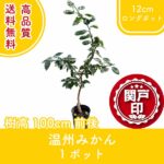 unshumikan100-1p