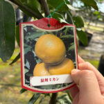 unshumikan100-1p