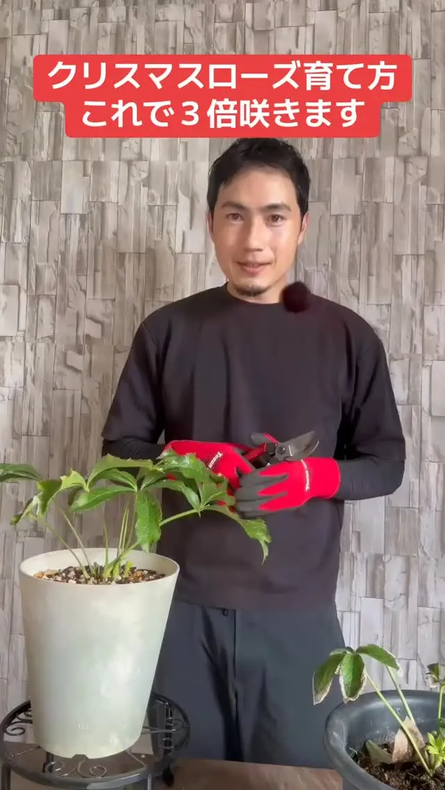 縁起木＊開運＊幹と根がぶっとく頑丈【沈丁花＊千里香＊大きな苗木】春到来芳しい香り 沈丁花 ジンチョウゲ 赤花 8号 三大香木 ジンチョウゲ科