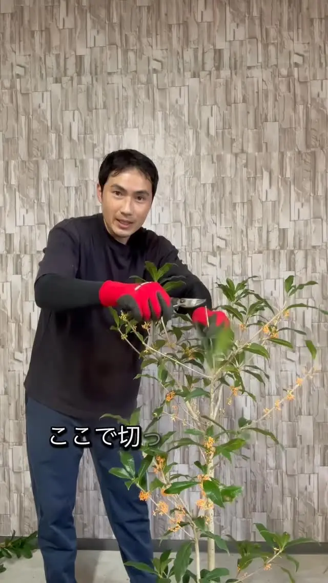 高品質 シルバープリペット ポットタイプ 18cmポット 3ポット