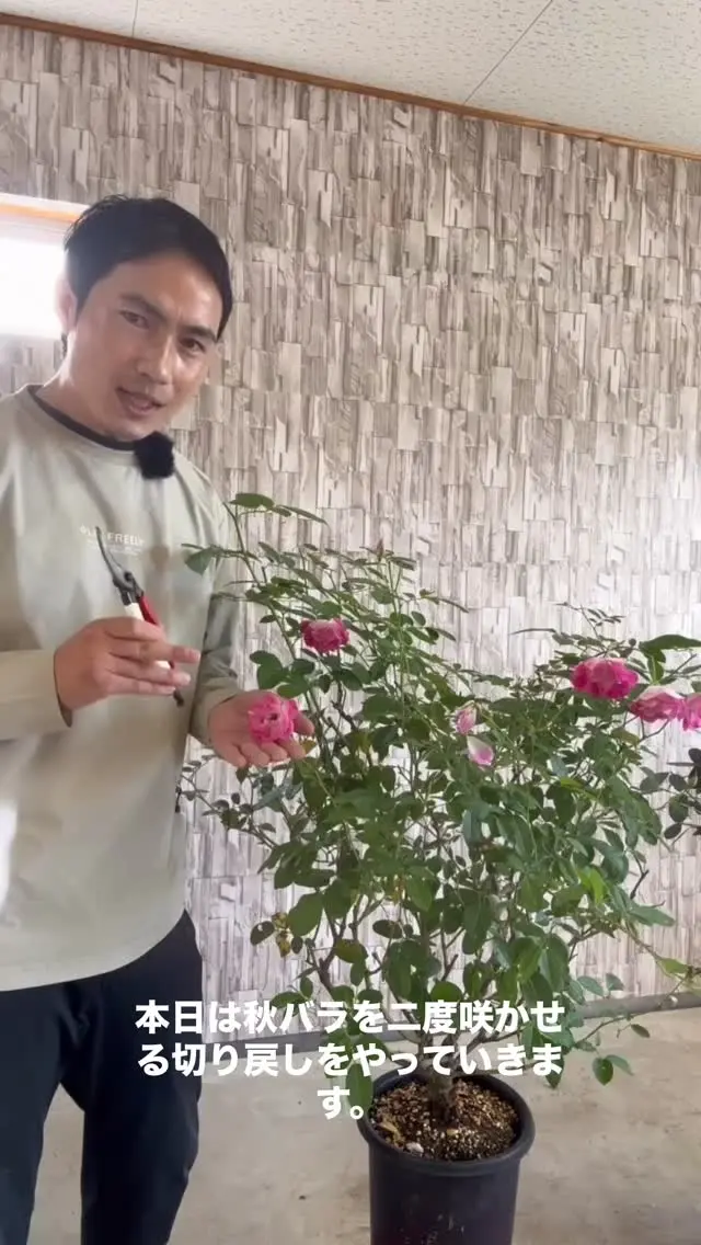 リピア（ヒメイワダレソウ）35ポット 送料無料 | 関戸園芸