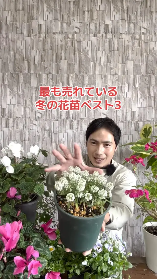 リピア（ヒメイワダレソウ）35ポット 送料無料 | 関戸園芸