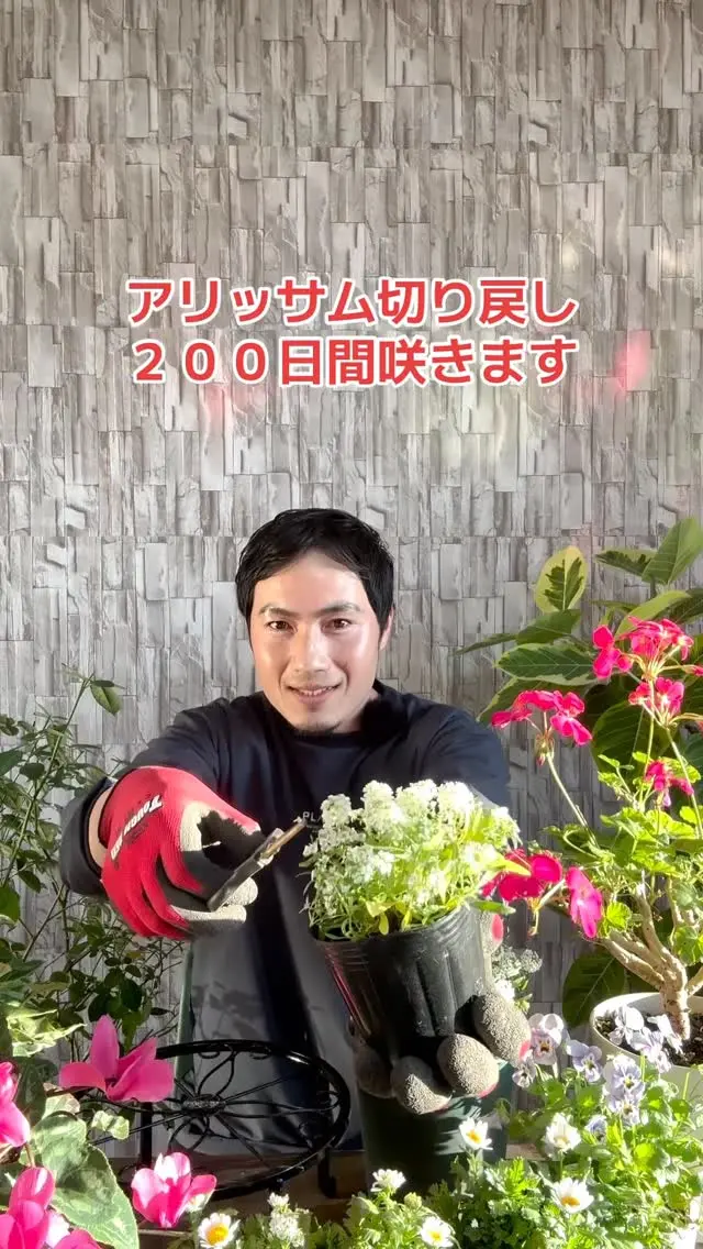 オリーブ | 関戸園芸