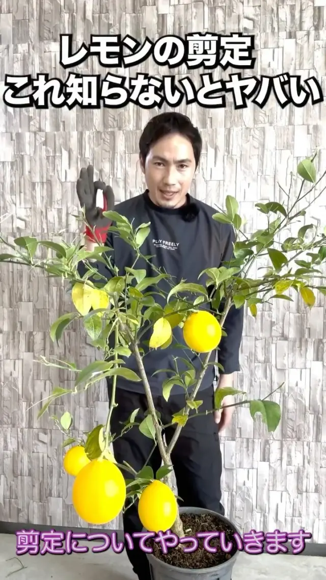 アセビ | 関戸園芸