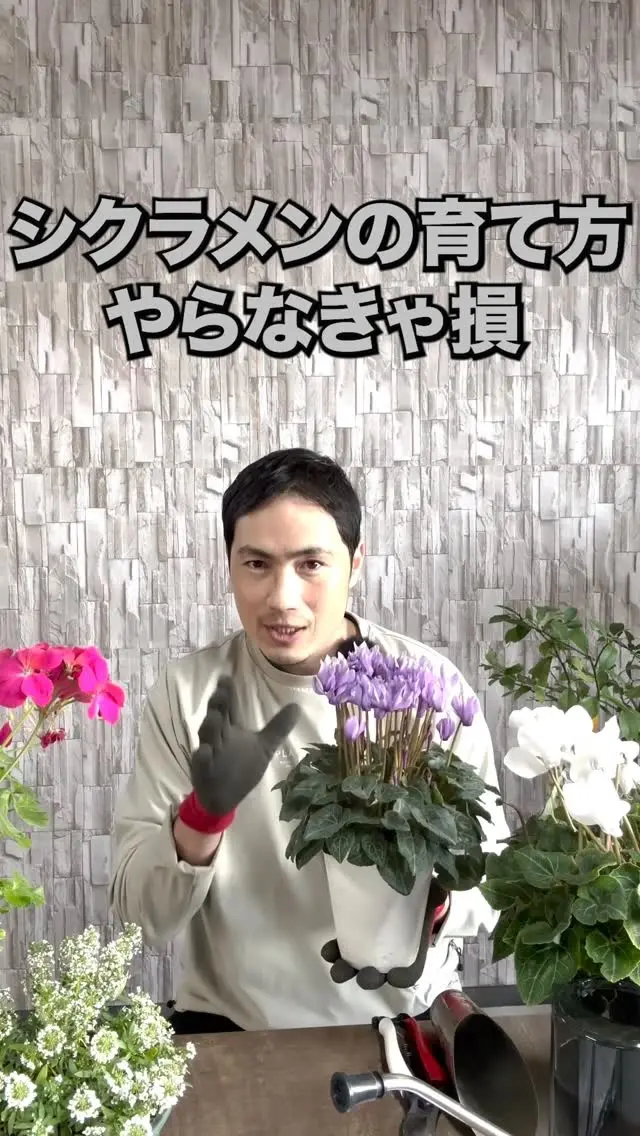 アジサイ 1ポット | 関戸園芸