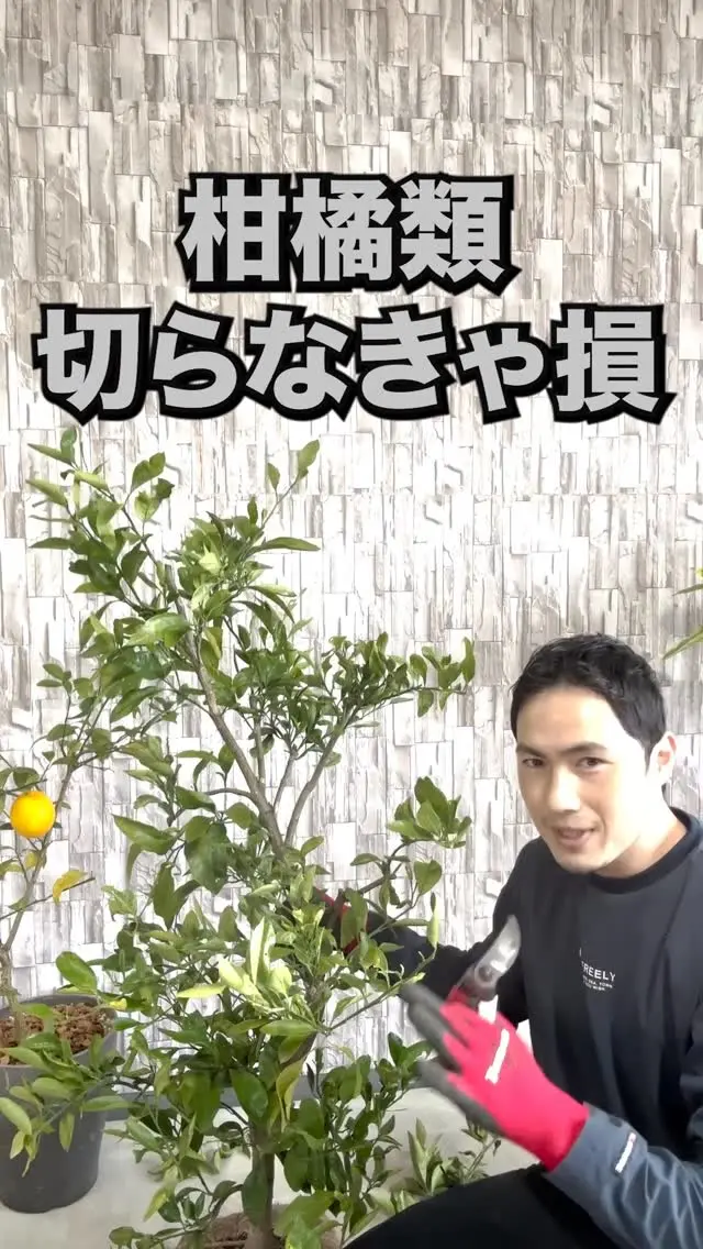 高品質 黄金月桂樹 ローリエ ローレル ポットタイプ 10.5cmポット 1