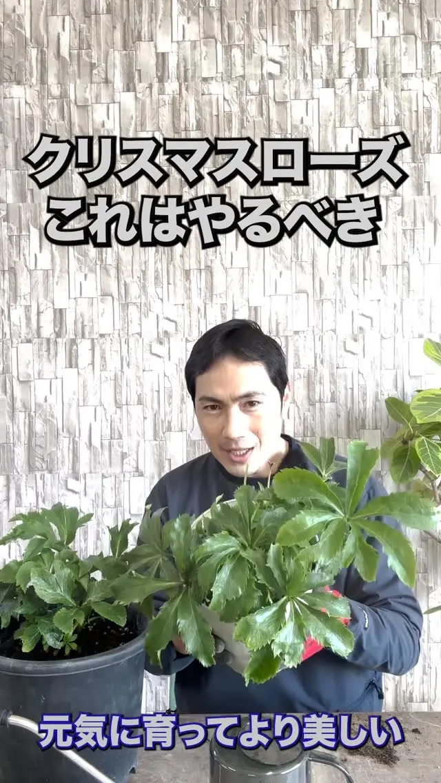 アジサイ 1ポット | 関戸園芸