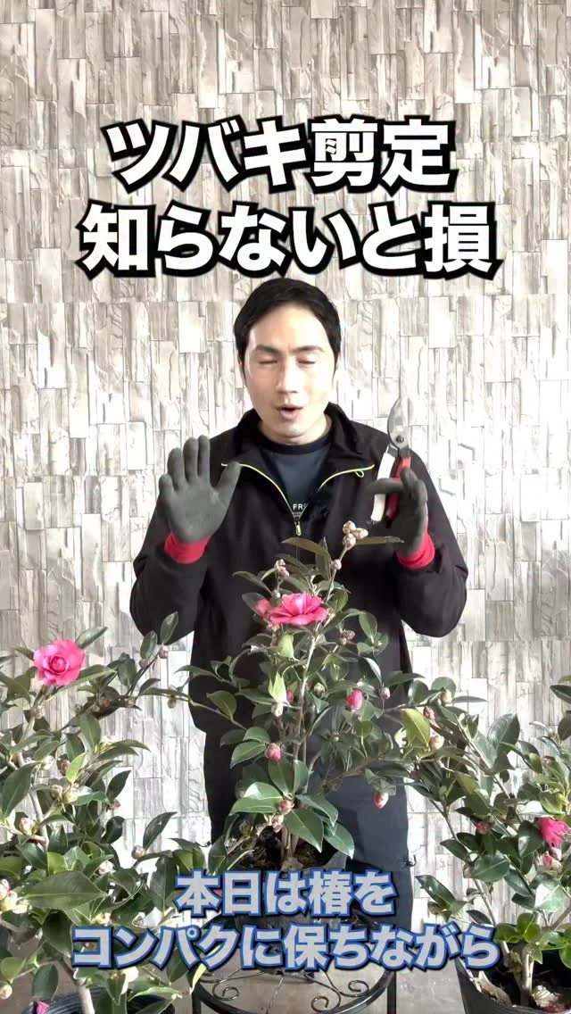 ハナミズキ | 関戸園芸