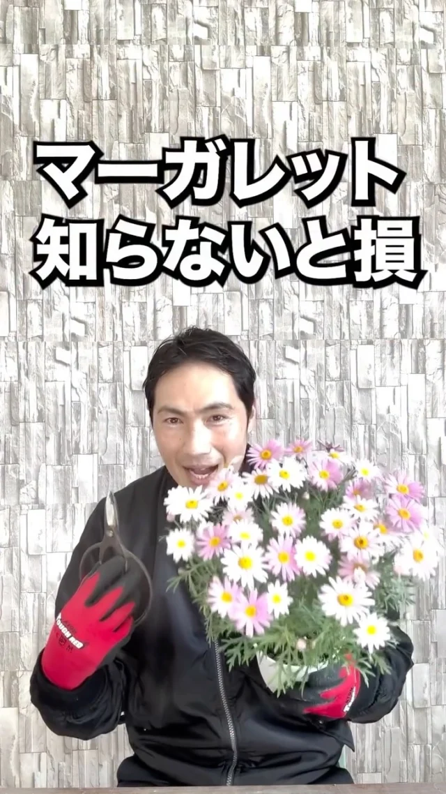 ユーカリ | 関戸園芸