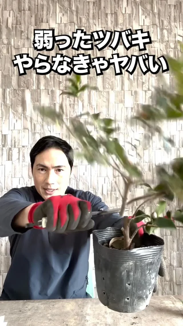 アオキ | 関戸園芸