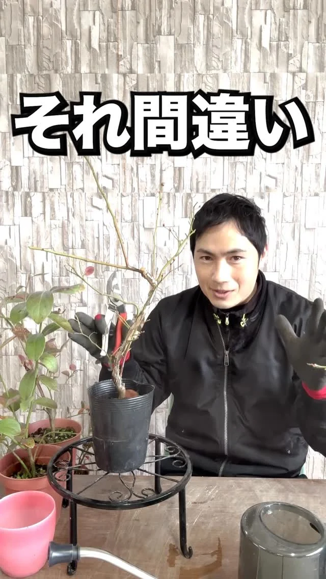 ユーカリ | 関戸園芸