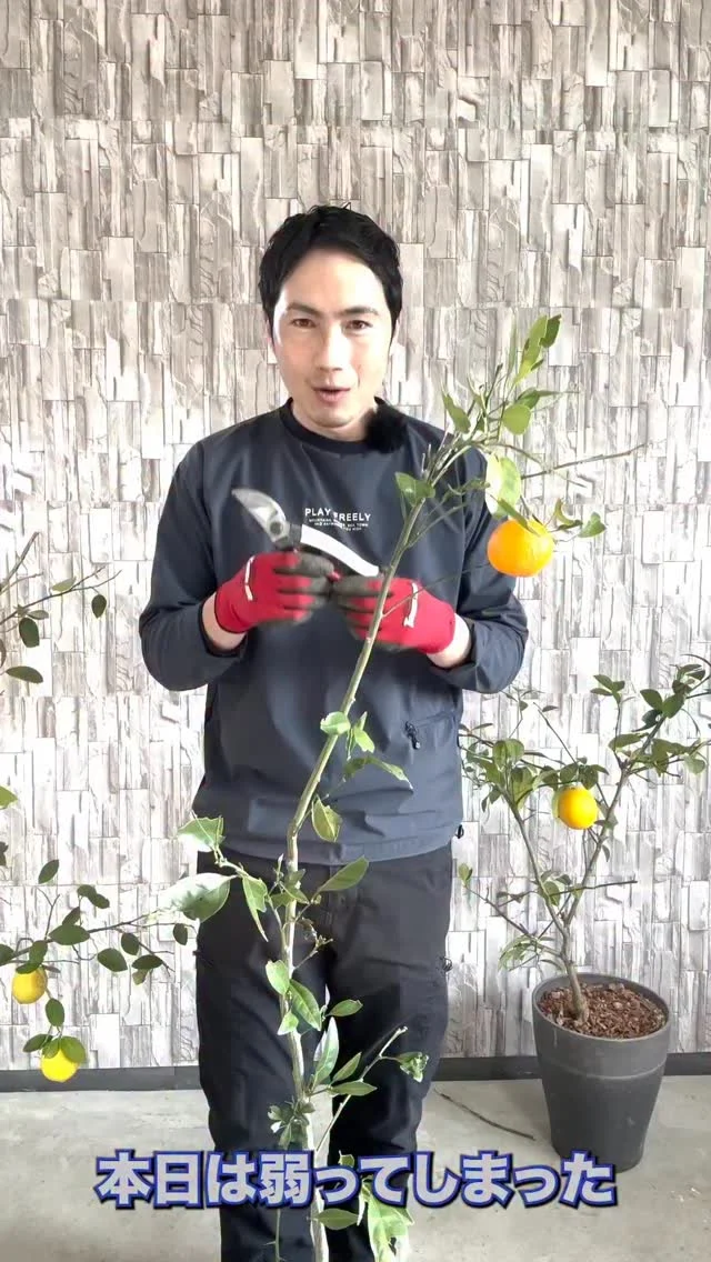 フェイジョア | 関戸園芸