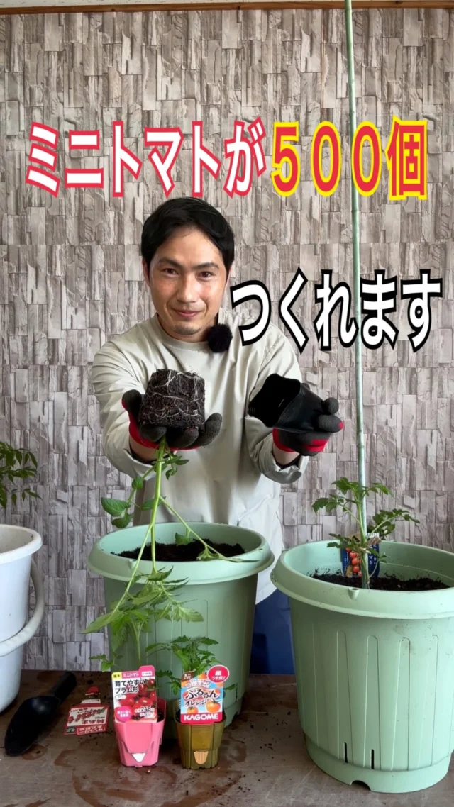 植栽　壺 高品質 カレックス オシメンシス エヴァロロ 15cmポット 5ポットセット