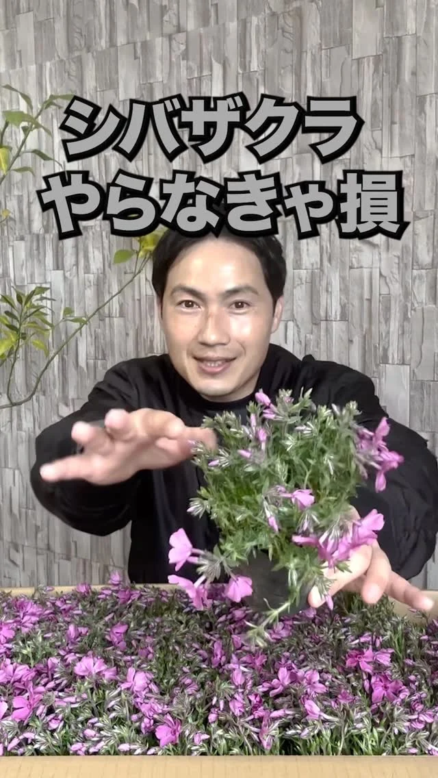 ツゲ | 関戸園芸
