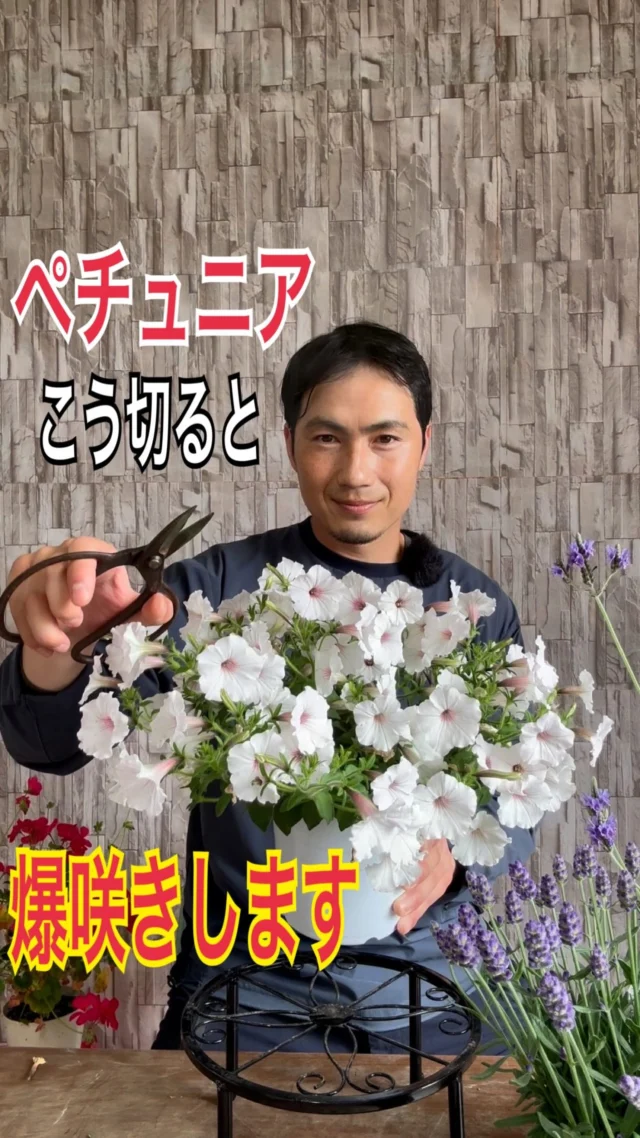 高品質 ロシアンオリーブ 18cmポット 1ポット 樹高1m前後 レビューを