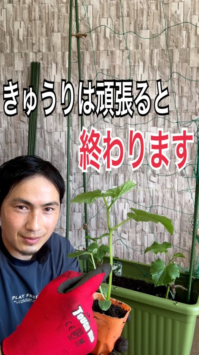 サツキ | 関戸園芸
