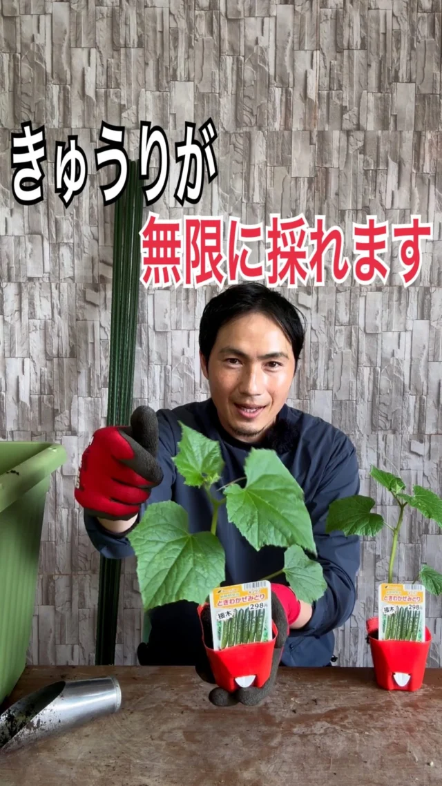 アセビ | 関戸園芸