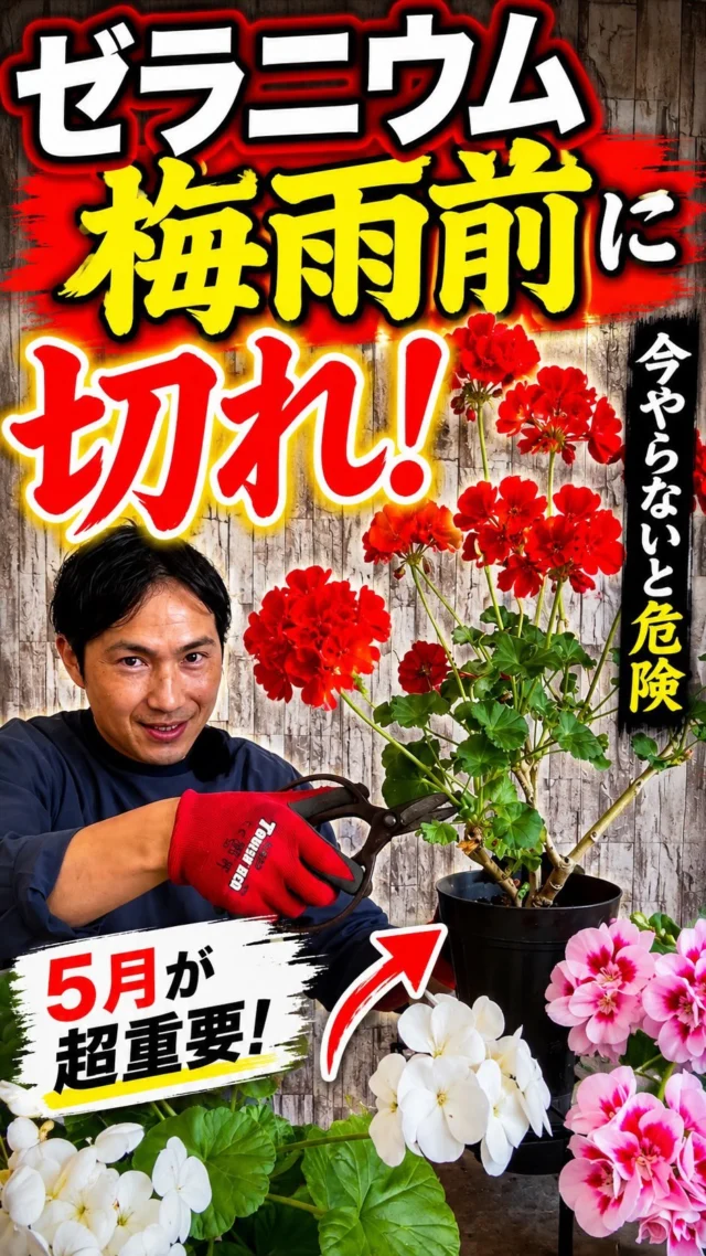リピア（ヒメイワダレソウ）35ポット 送料無料 | 関戸園芸