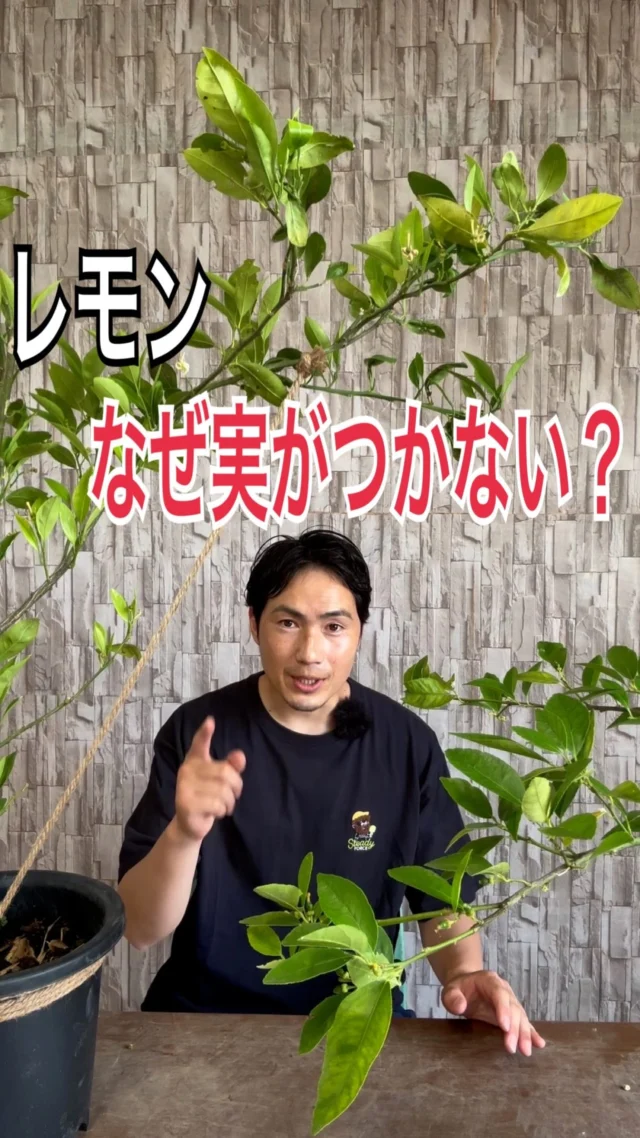 リピア（ヒメイワダレソウ）35ポット 送料無料 | 関戸園芸