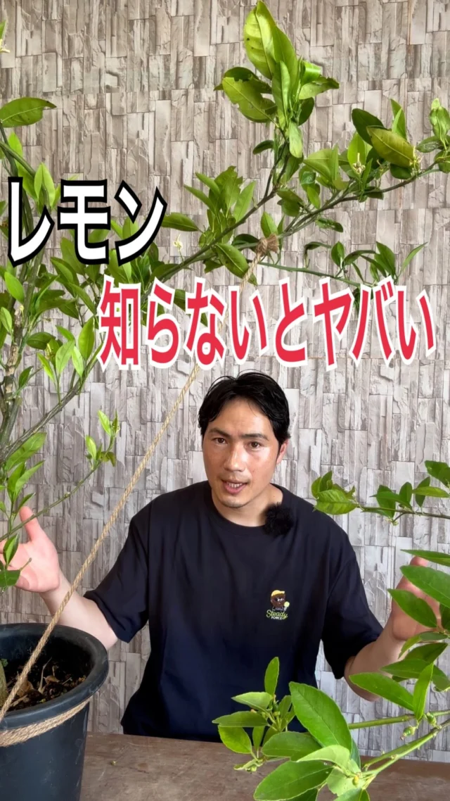 サルスベリ | 関戸園芸