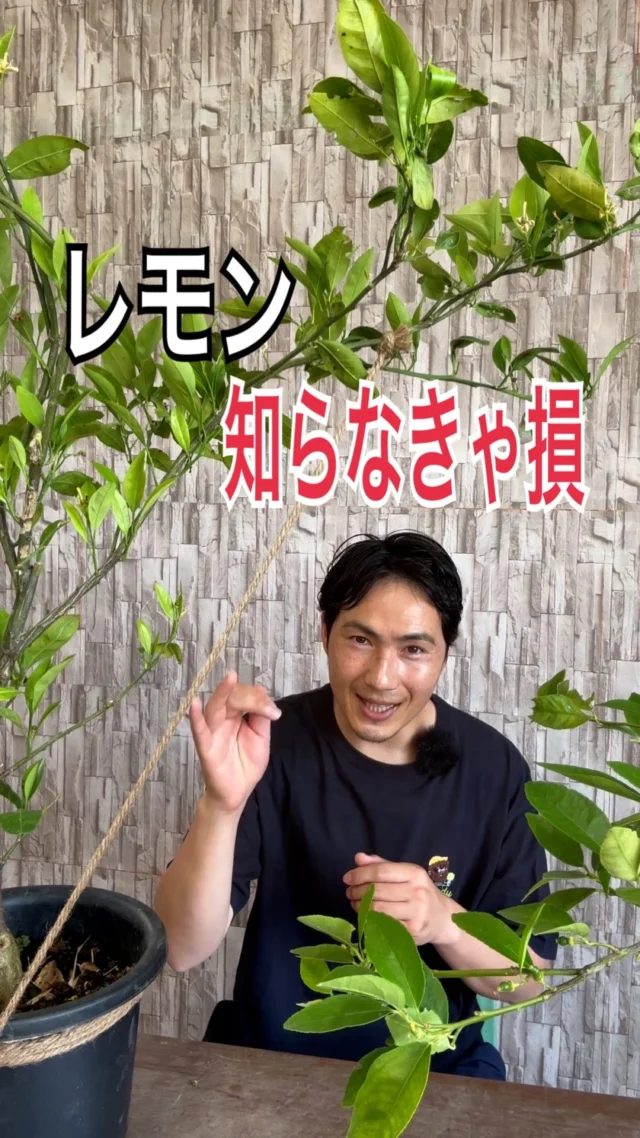 高品質 芝桜 シバザクラ キャンディストライプ 9cmポット 1ポット